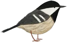 Mésange noire