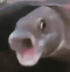 Image postée par le membre