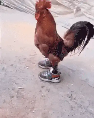 Image postée par le membre