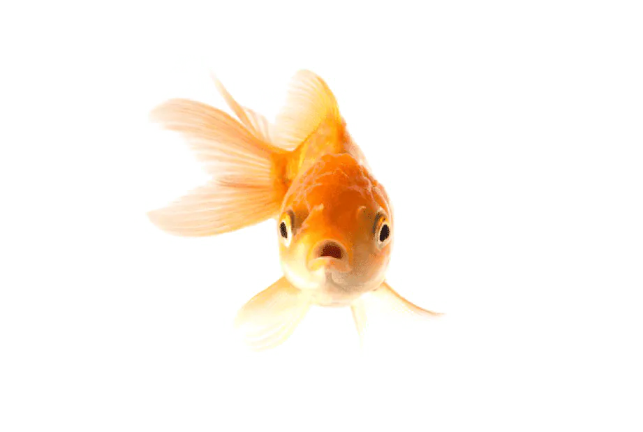 Image postée par le membre