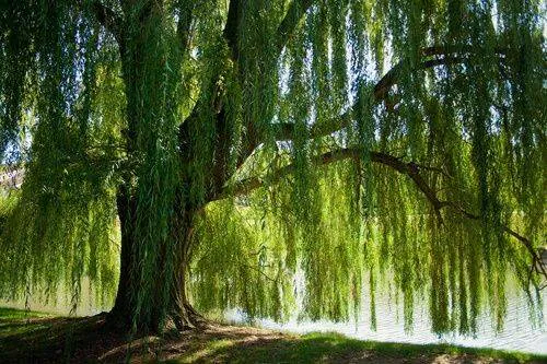 Image postée par le membre