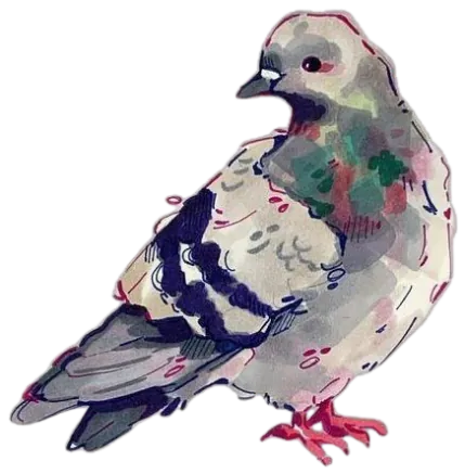 pigeon