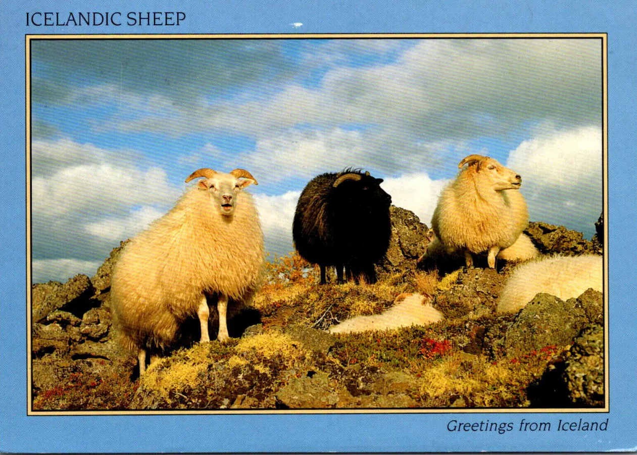 Carte postale islandaise représentant trois moutons