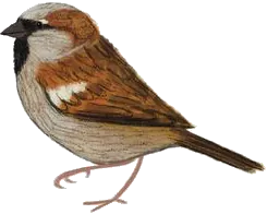 Moineau domestique