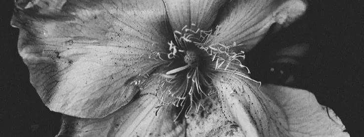 fleur sur le visage d'une femme