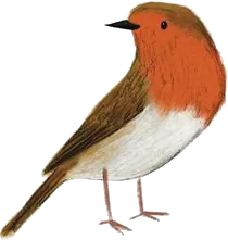 Rouge-Gorge