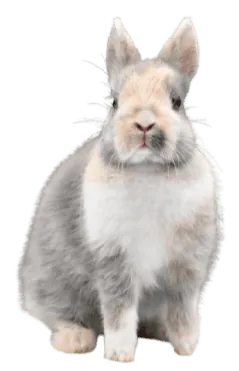 Image postée par le membre