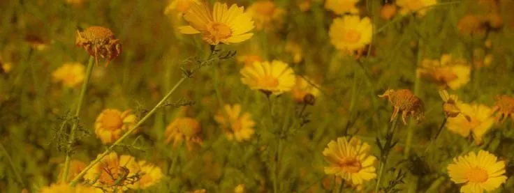 fleurs