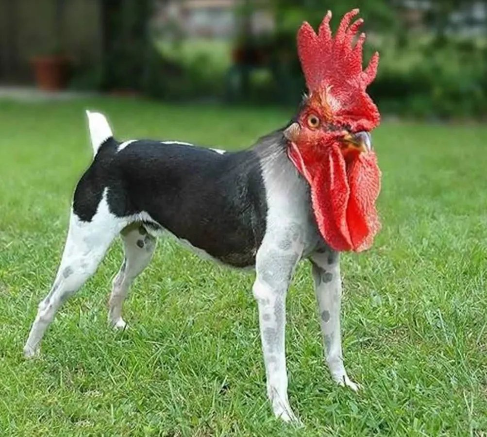 Image postée par le membre