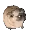Image postée par le membre