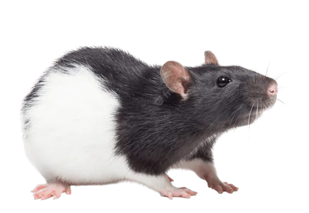 Image postée par le membre